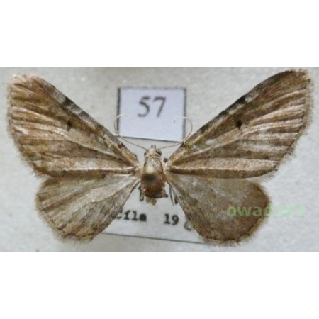 Eupithecia absinthiata (Clerck, 1759) Czech57